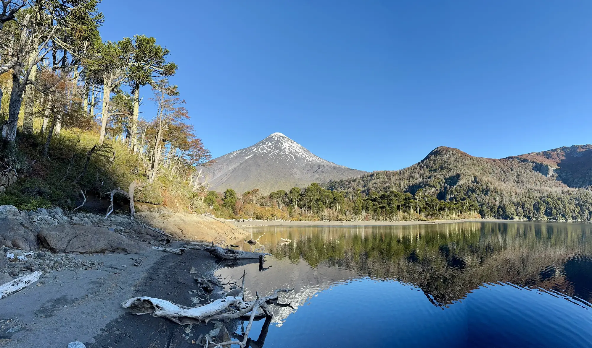 A glacial lake surrounded by Araucarias (monkey puzzle trees), in the mountains of southern Chile.